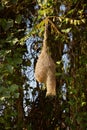 Ploceus birdÃ¢â¬â¢s nest on tree. Royalty Free Stock Photo